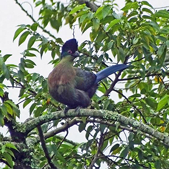 Purple-crested Turaco