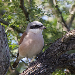 Red-backed Shrike