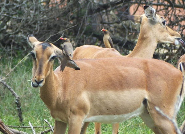 Red-billed Oxpeckers on Impala