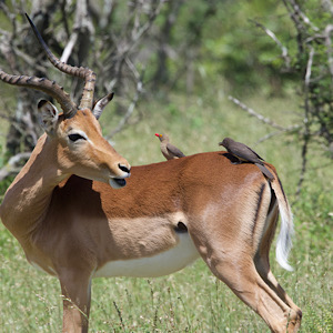 Red-billed Oxpecker