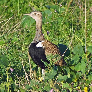 Red-crested Bustard