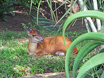 Red Duiker