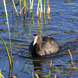 Red-knobbed Coot