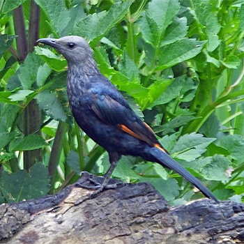 Red-winged Starling