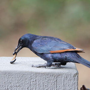Red-winged Starling