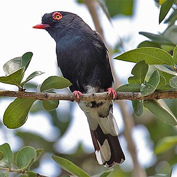 Retz's Helmetshrike