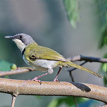 Rudd's Apalis