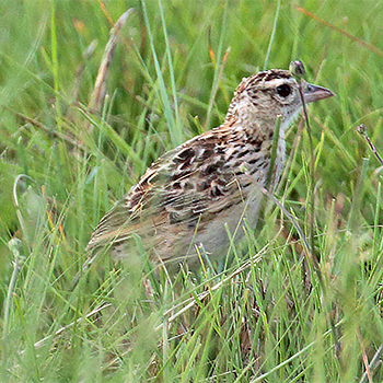 Rudd's Lark