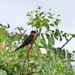 Rufous-chested Swallow