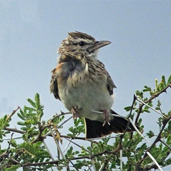 Rufous-naped Lark