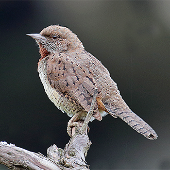 Rufous-necked Wryneck