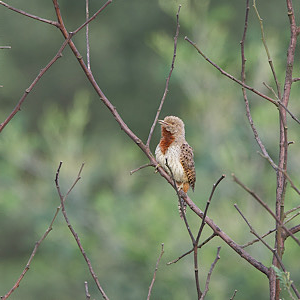 Rufous-necked Wryneck