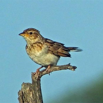 Sabota Lark