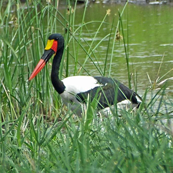 Saddle-billed Stork
