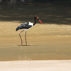 Saddle-billed Stork
