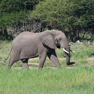 Savanna Elephant