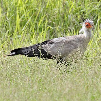Secretarybird