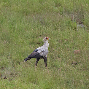 Secretarybird