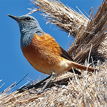 Sentinel Rock-thrush