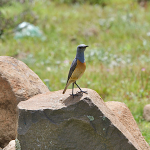 Sentinel Rock-thrush