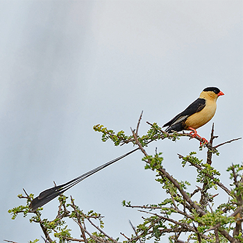 Shaft-tailed Whydah