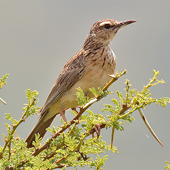 Short-clawed Lark