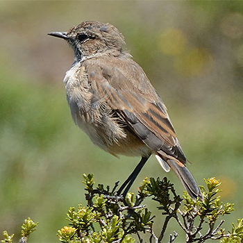Sicklewing Chat