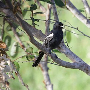 Southern Black-tit