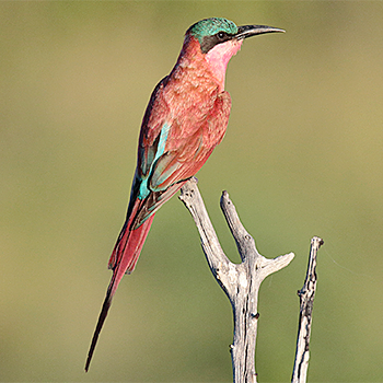 Southern Carmine Bee-eater