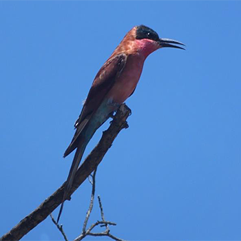 Southern Carmine Bee-eater