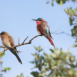Southern Carmine Bee-eater