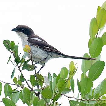 Southern Fiscal