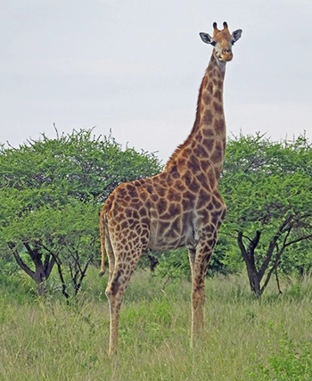 Southern Giraffe