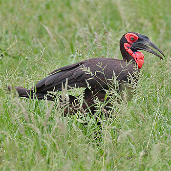 Southern Ground-hornbill