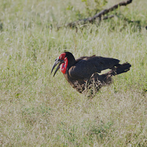 Southern Ground-hornbill