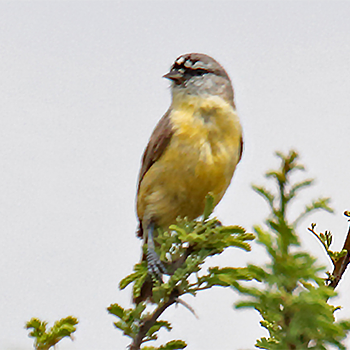 Southern Penduline-tit