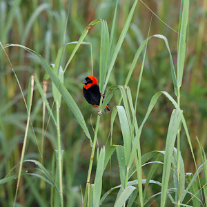 Southern Red Bishop