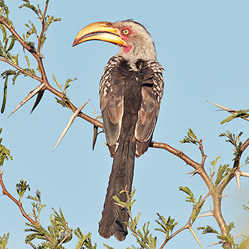 Southern Yellow-billed Hornbill