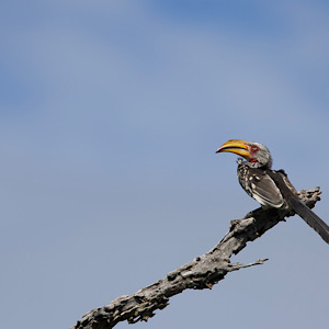 Southern Yellow-billed Hornbill