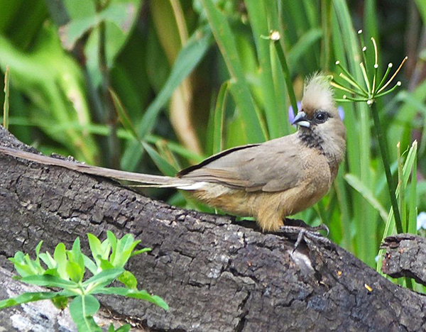 Speckled Mousebird