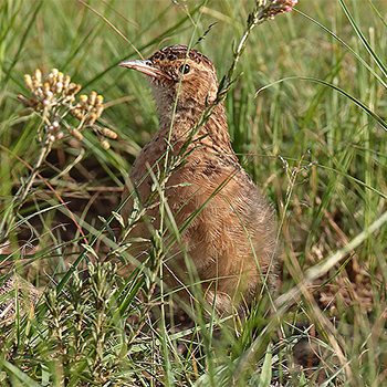 Spike-heeled Lark