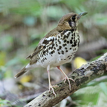 Spotted Ground-thrush