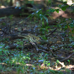 Spotted Ground-thrush