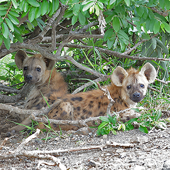 Spotted Hyena