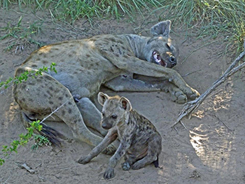 Spotted Hyenas