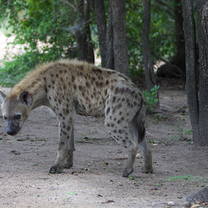 Spotted Hyena