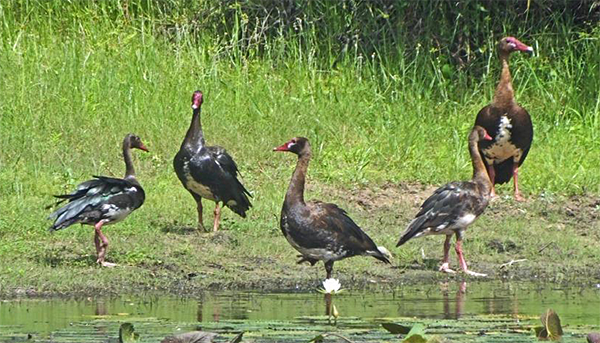 Spur-winged Geese