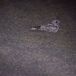 Square-tailed Nightjar