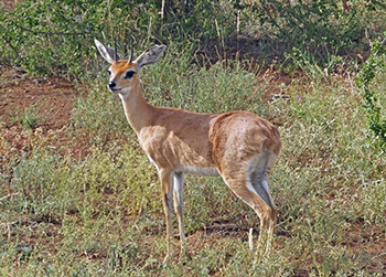 Steenbok