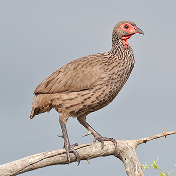 Swainson's Francolin